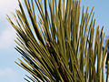 Pinus nigra Jeddeloh IMG_4521 Sosna czarna